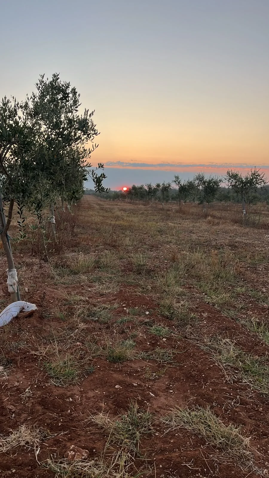Sonnenuntergang zwischen den Reihen unserer Olivenbäume